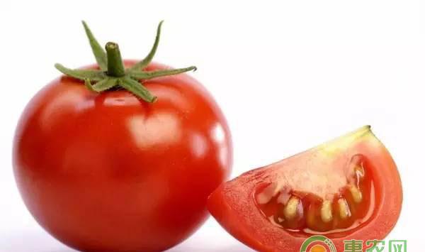 西红柿病虫害管理要点