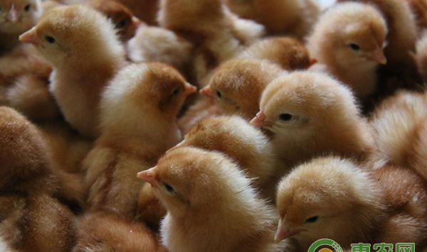 育雏鸡苗的准备工作