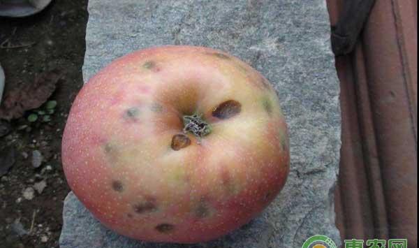 苹果轮纹病危害症状及防治方法