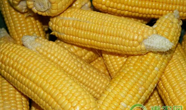 玉米品种华美368高效栽培技术及病虫害防治