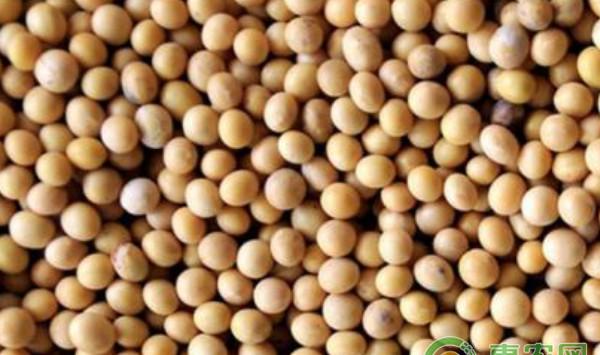 浅析几种有效实用的大豆优质高产栽培技术