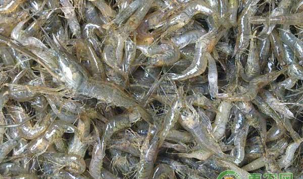 亩产1万多元的温室大棚三茬虾养殖模式