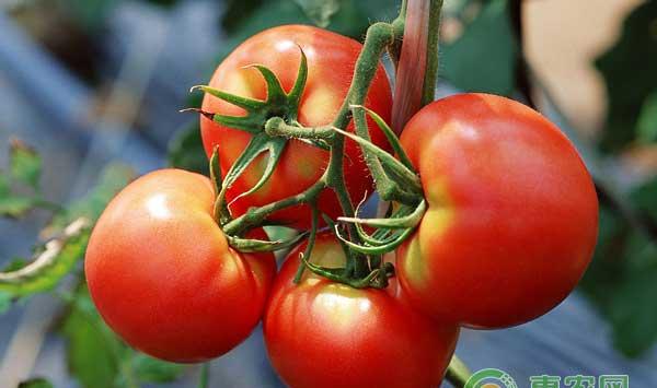 云南热区番茄主要栽培模式及高产高效品种推荐