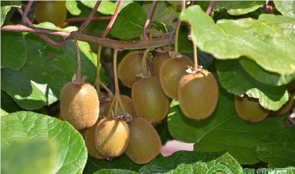 猕猴桃溃疡病春季频繁发生怎么办？猕猴桃溃疡病防治措施