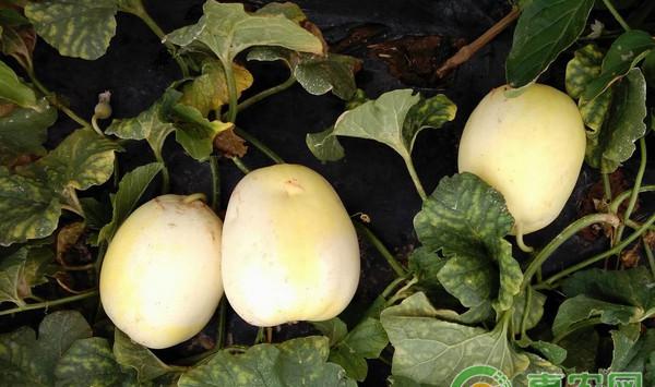 日光温室薄皮甜瓜多茬采收栽培技术