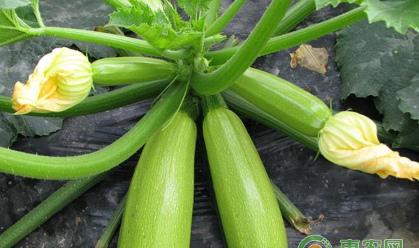 西葫芦黑星病种子消毒、生态及药物防治