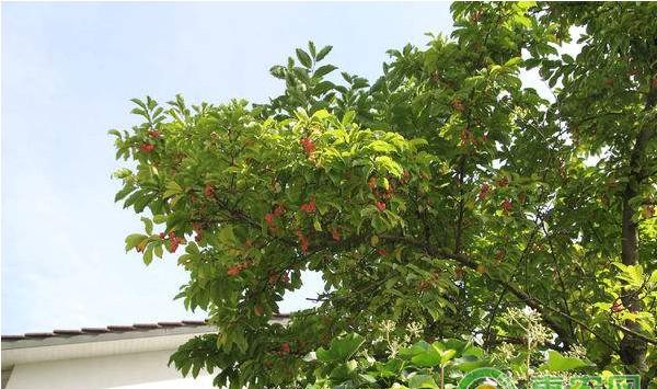 浅谈果园科学高效的施肥方法