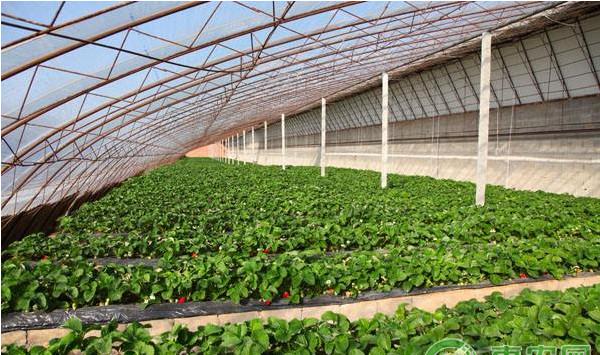 大棚草莓高效栽培技术及病虫害防治