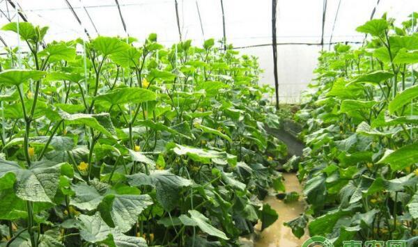 黄瓜怎么施肥产量高？黄瓜高产追肥技术