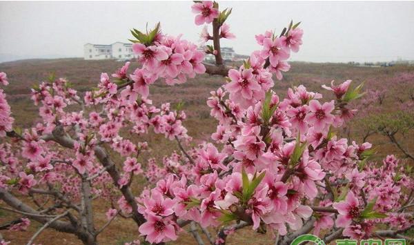 桃园春季管理技术要点