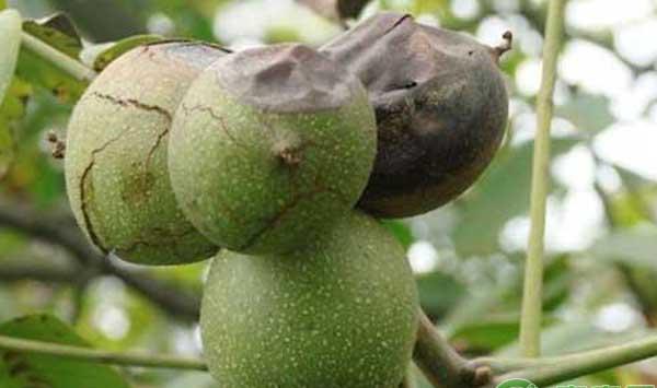 核桃为什么会出现黑斑病？核桃黑斑病的发病规律及防治措施