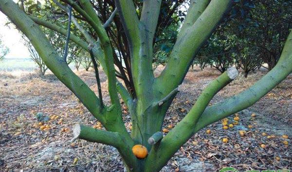 柑橘树体青苔危害