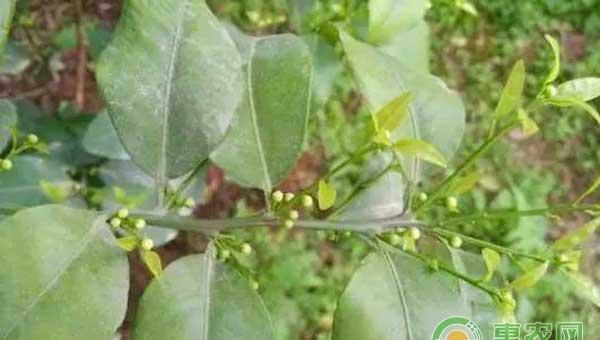 沙糖桔春季管理：保花保果、环割稳果、疏花疏果 