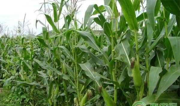 玉米种植