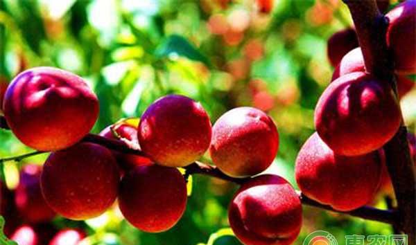 杂交品种枣油桃种植管理技术