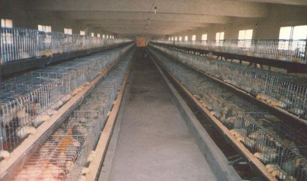 老兽医教你5招解决肉鸡分群得病、死鸡问题