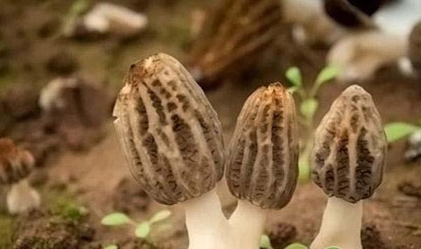 羊肚菌如何栽培？羊肚菌人工栽培技术及市场前景分析