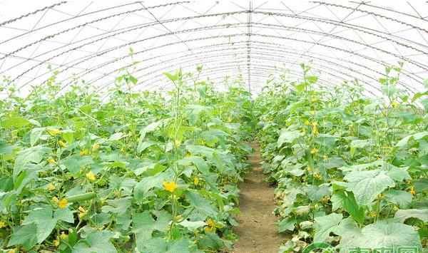 大棚黄瓜高效种植技术及病虫害防治措施