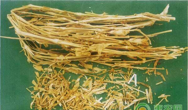 瞿麦怎么种？药材瞿麦的种植技术 