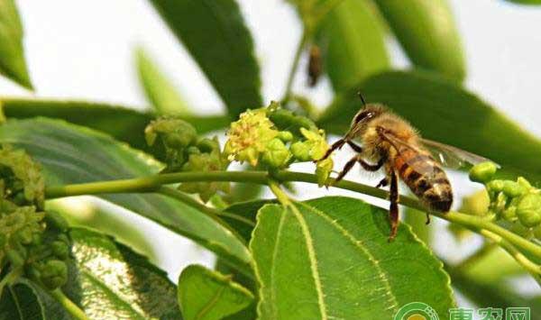 立春后，大棚冬枣萌芽期的管理要点