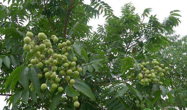 树势弱的原因有哪些？开春如何养护才能使树体返旺？