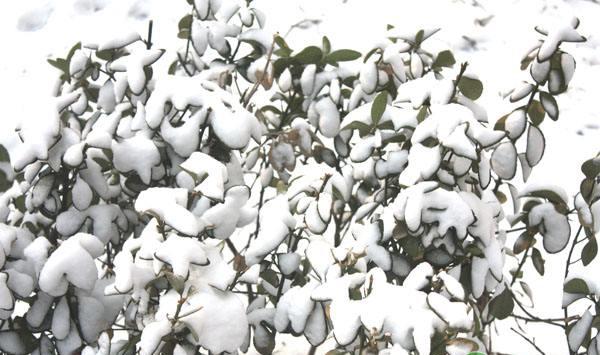 棉花播种期如何管理？棉花播种注意要点