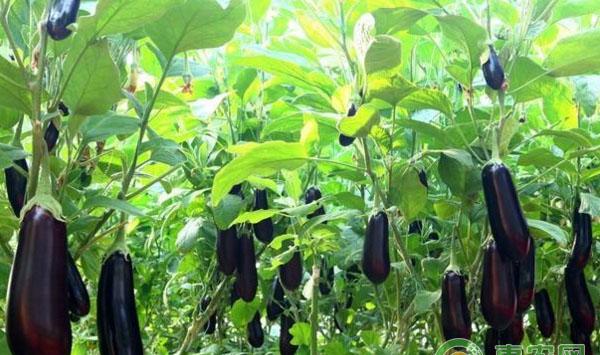 茄子分次追肥少施化肥讲解