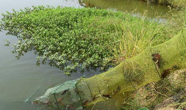 龙虾池青苔爆发怎么办？龙虾养殖池青苔处理措施