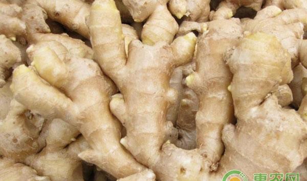 生姜高产种植方法