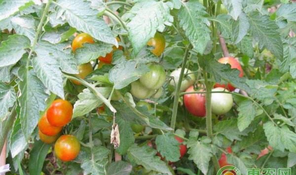 大棚套种：火龙果+番茄套种模式