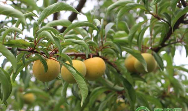 蜂糖李怎么种？蜂糖李种植技术