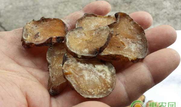 中药材附子种植管理技术