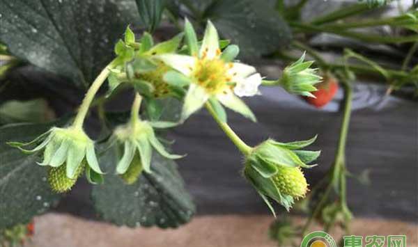 什么原因造成草莓早衰？草莓早衰怎么办