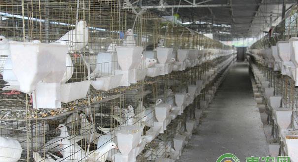 养肉鸽成本与利润