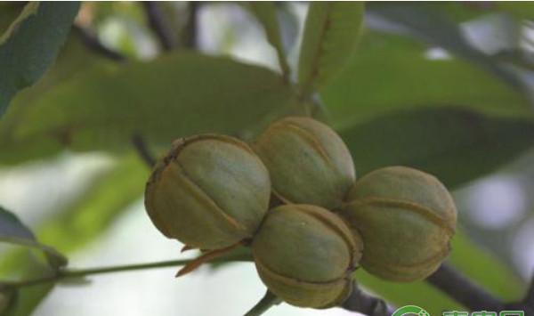 核桃树落果怎么办？核桃落果原因及其防治措施