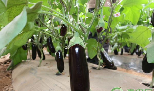 茄子什么时候育苗？茄子苗期如何防治老小苗、僵苗？