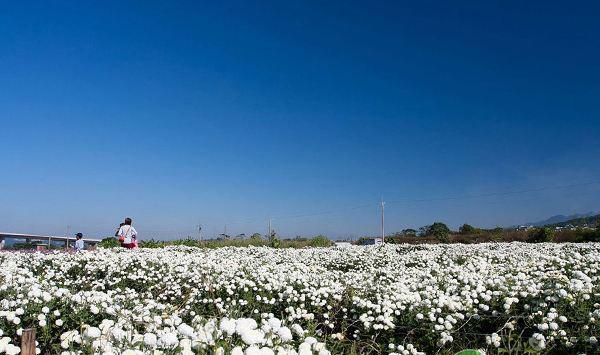 棉花播种期如何管理？棉花播种注意要点