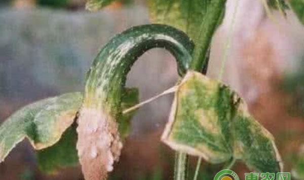 黄瓜控制温湿、药物防治措施