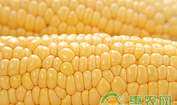 当前玉米栽培技术中存在的问题及解决对策