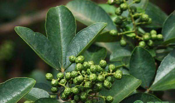 九叶青花椒怎么种？九叶青花椒种植技术