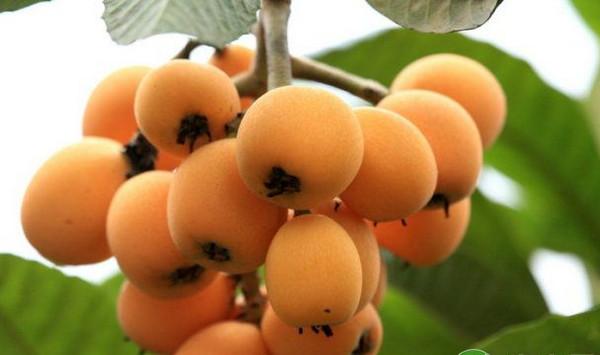 康定地区枇杷无公害优质丰产种植技术