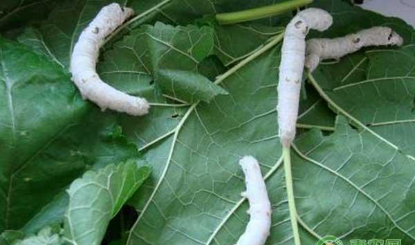 蚕室怎么消毒？幼蚕饲养管理要点