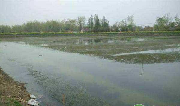 小龙虾对水质有哪些要求？小龙虾的生存环境介绍