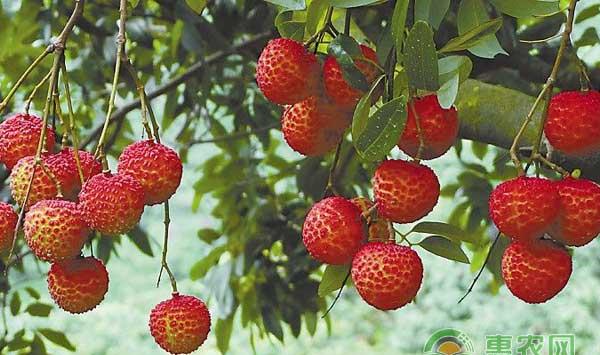 荔枝落果原因分析及壮花保果措施