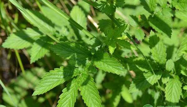 仙鹤草怎么种？药材仙鹤草的种植技术