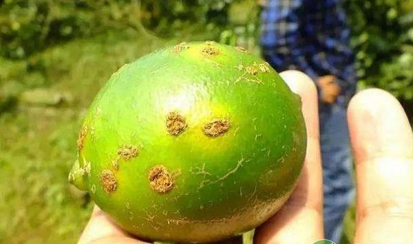 柑橘溃疡病的传播途径及其防控技术