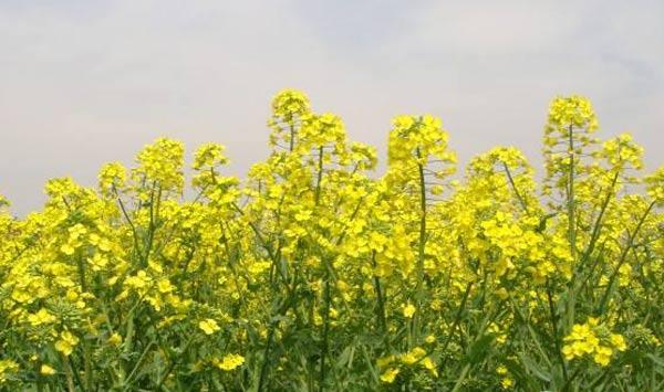 油菜菌核病、白锈病、霜霉病等常见病虫害防治措施