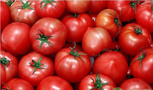 西红柿优质高产栽培技术要点