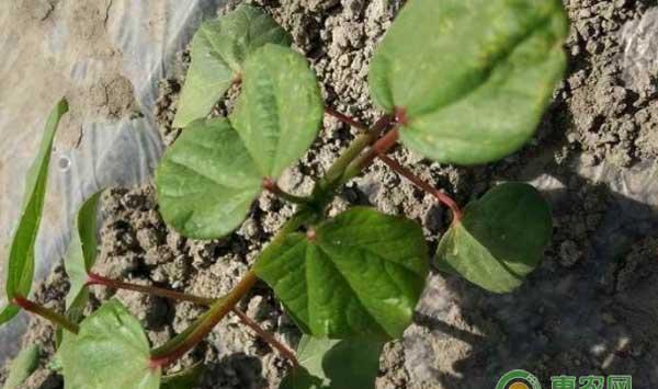 棉花播种和苗期怎么管理？棉花苗期管理技术