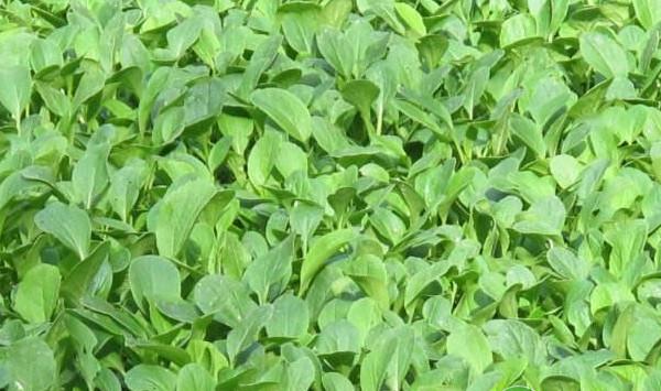 油菜种植如何实现高产？油菜优质高产栽培技术
